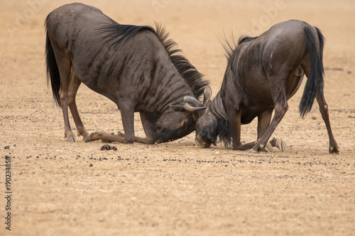 Gnu  aka blue wildebeest fighting for dominance