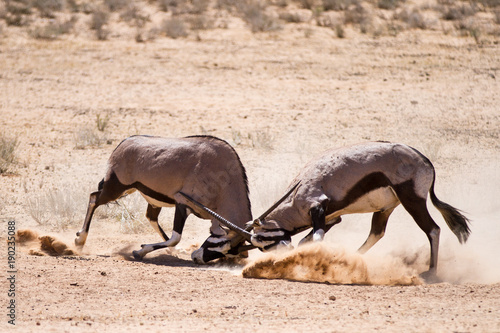 Gemsbok  aka Oryx bulls fighting  for dominance