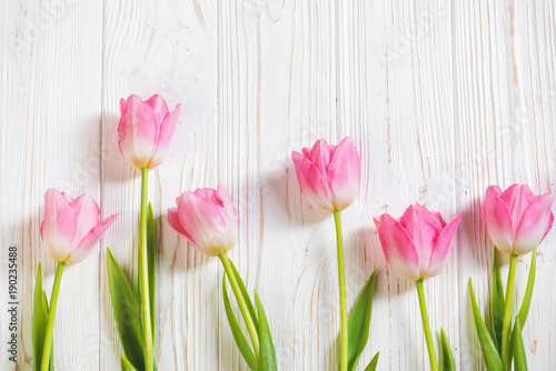 Pink tulip flower on wooden background