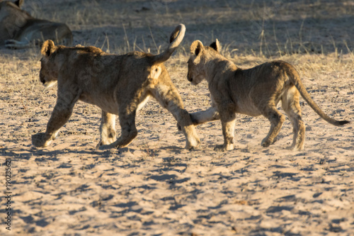 Pride of lions