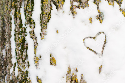 A heart traced in the snow on the bark of a ash tree