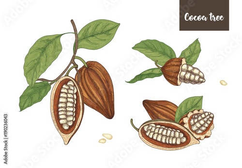 Set of detailed drawings of whole and cut ripe pods or fruits of cocoa tree with beans, branches and leaves isolated on white background. Vector illustration hand drawn in elegant vintage style.