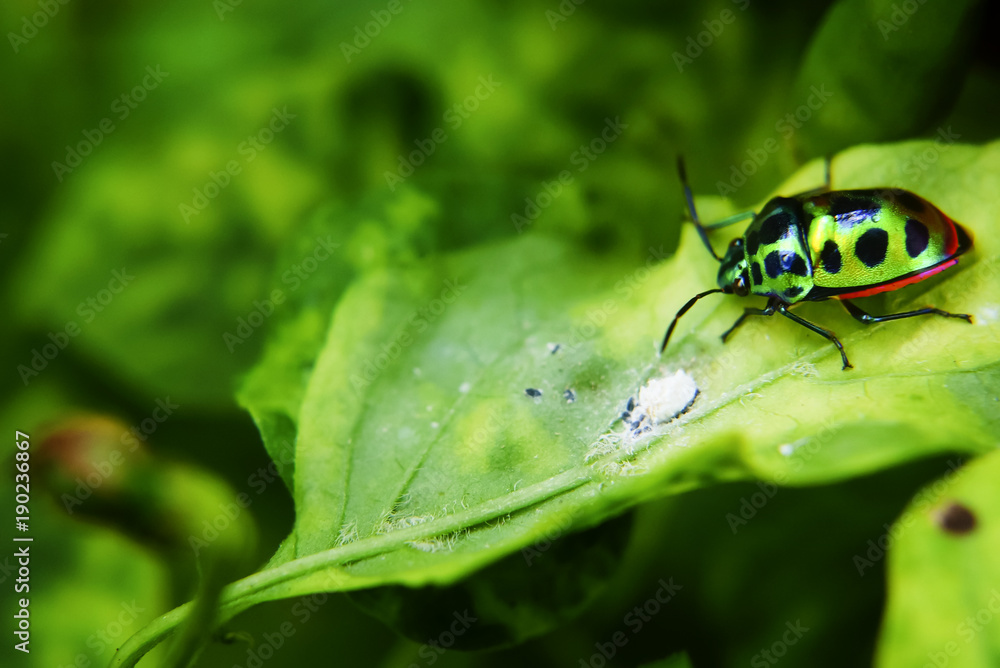 Rainbow Shield Bug ( Calidea dregii ) On Green Leaf , Close Up , Selective Focus Rainbow Shield Bug ( Calidea dregii ) On Green Leaf , Close Up , Selective Focus