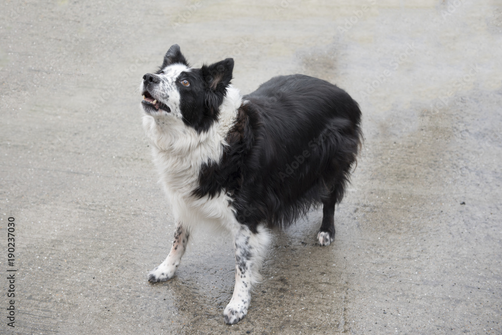 Black and white border collie playing outdoors 