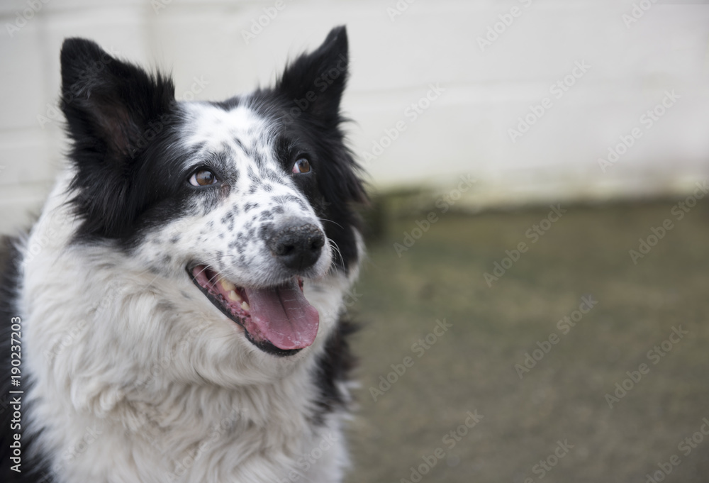 Beautiful black and white border collie dog with copy space  