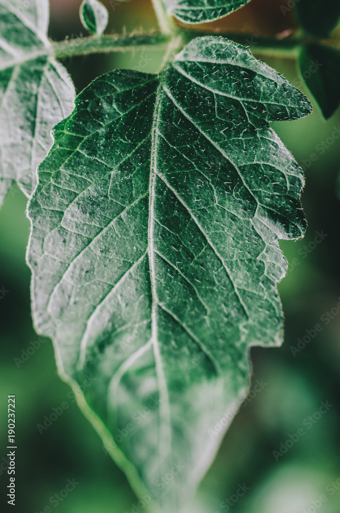Close-up Green Leaf Close-up Green Leaf