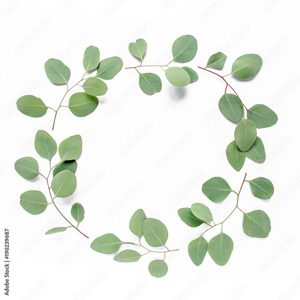 Round frame with branches eucalyptus populus and leaves isolated on white background. lay flat, top view