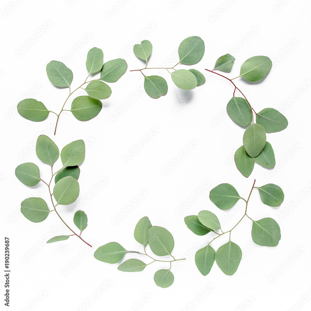 Round frame with branches eucalyptus populus and leaves isolated on white background. lay flat, top view Round frame with branches eucalyptus populus and leaves isolated on white background. lay flat, top view
