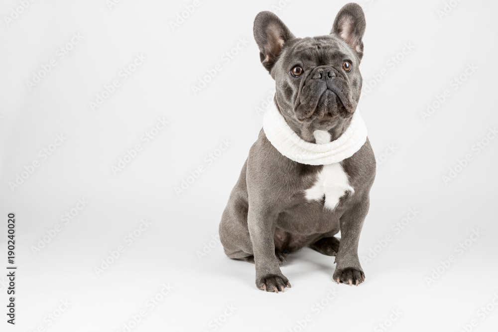 Obraz premium French Bulldog Studio Shoot