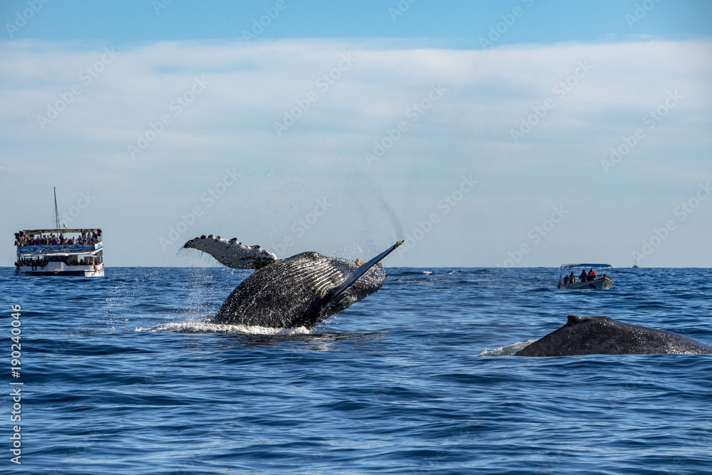 Fototapeta premium humpback whale breaching