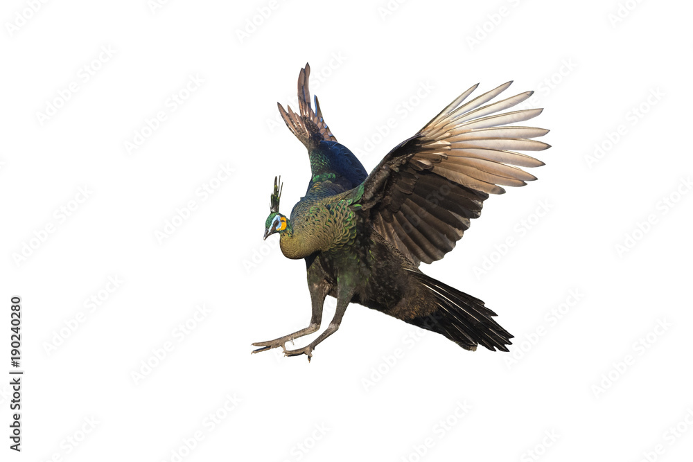 Obraz premium Peacock flying isolated on white background
