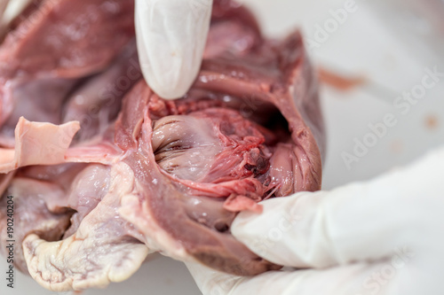 Sample Surgery structure heart of the pig for classroom education.