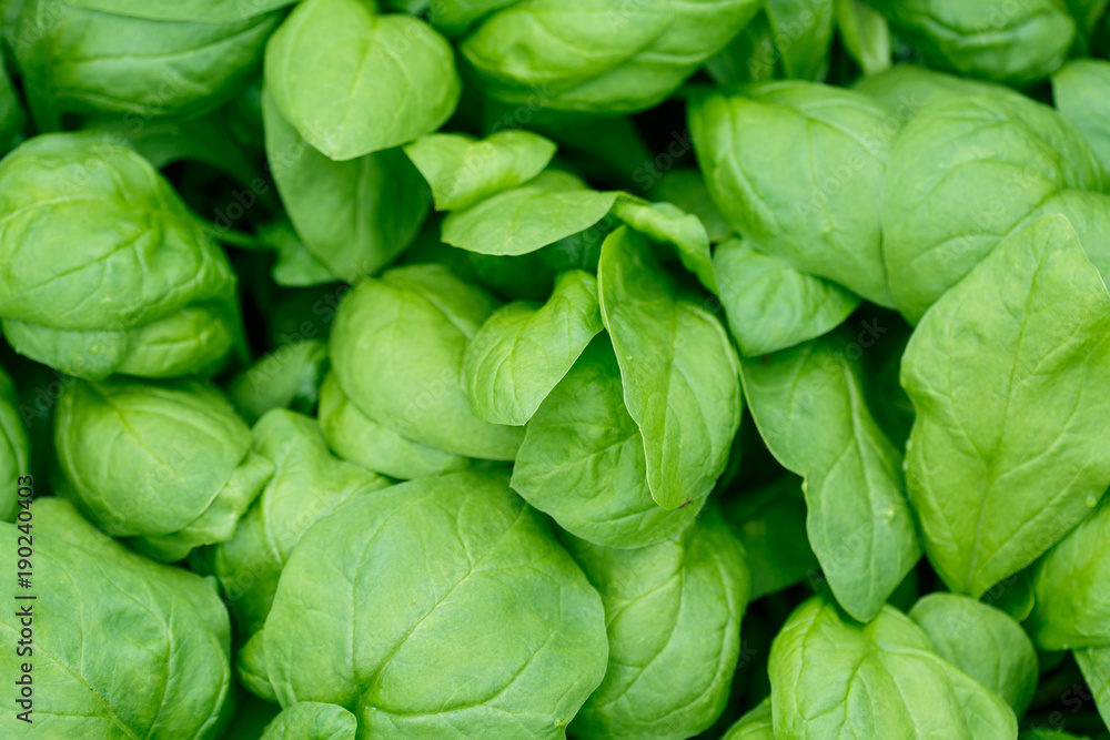 Fresh green spinach leaves background. Top view Fresh green spinach leaves background. Top view