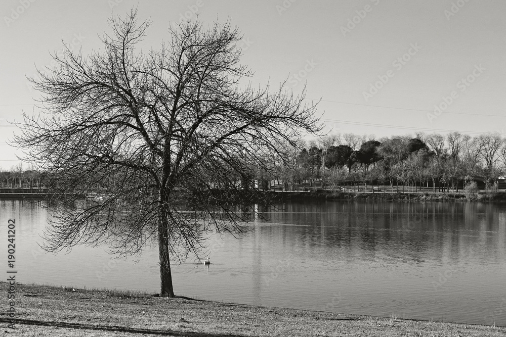 Park and trees in winter, black and white