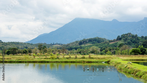 fish pond in a countryside at Thailand. © supaleka