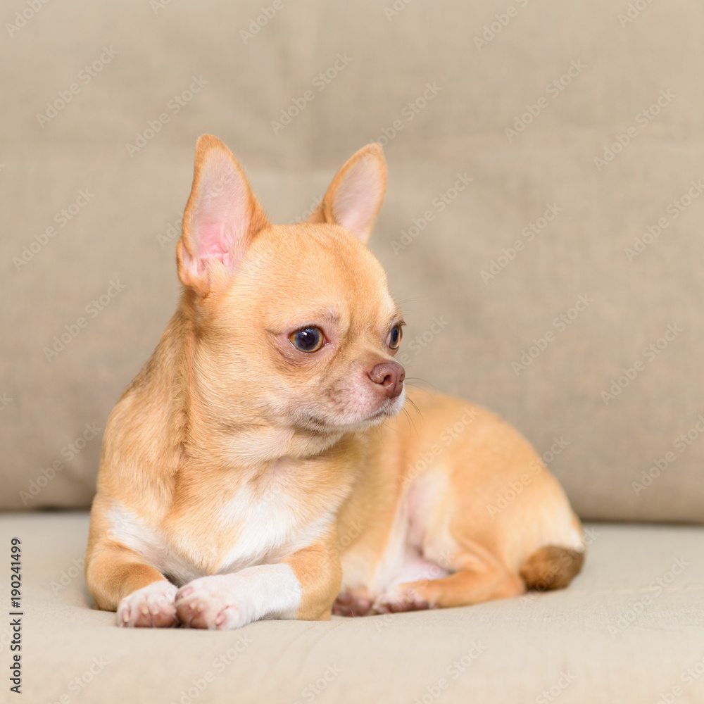 dog Toy Terrier sitting on sofa