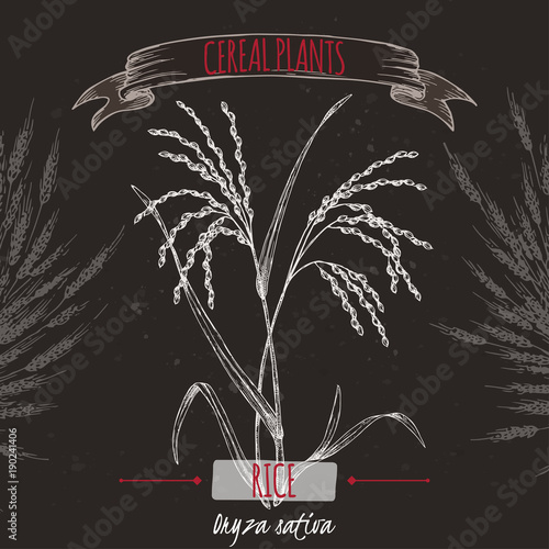 Asian rice aka Oryza sativa sketch on black. Cereal plants collection.
