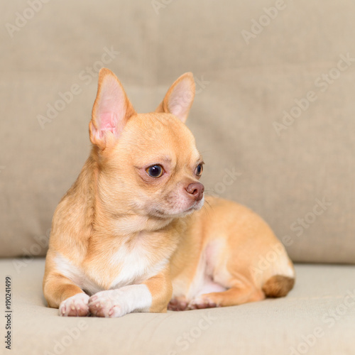 dog Toy Terrier sitting on sofa