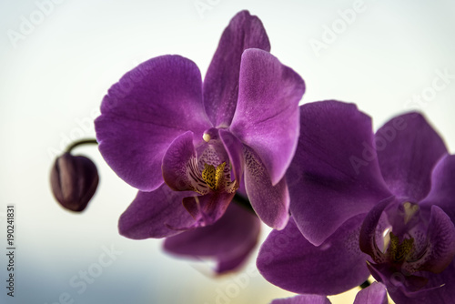 Fototapeta Naklejka Na Ścianę i Meble -  Purple orchid in bloom on plain background
