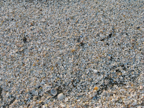 Laesoe / Denmark: Thousands of shells cover the beach at Vesteroe Havn