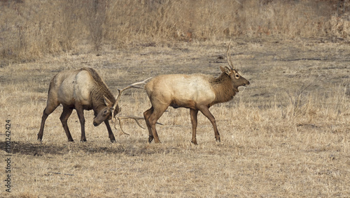 Two bull elks are fighting: adult one is pushing younger one out with antlers