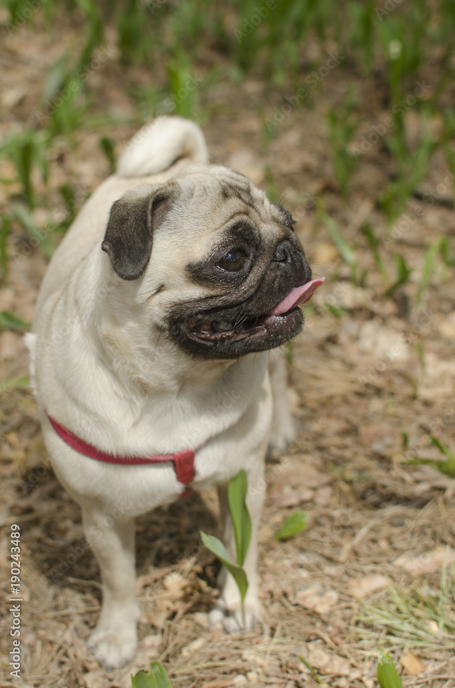 Dog breed pug is standing on the ground
