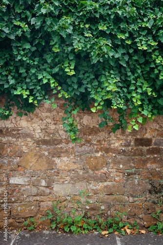 Wall with plant