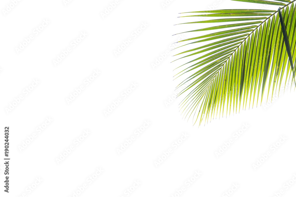 Fototapeta premium Coconut leaves on isolated background.
