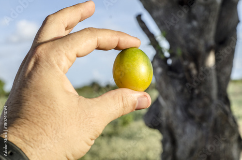 Frutos de Umbu sendo segurados photo