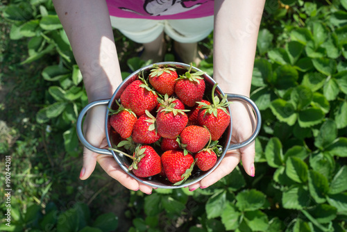 The hand of a young woman are holding the pan with fresh strawberries under strawreries plants. top view