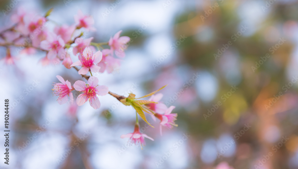 Beautiful Wild Himalayan Cherry blossom, Thai Sakura flower. Beautiful Wild Himalayan Cherry blossom, Thai Sakura flower.
