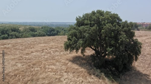 speller harvesting - sunny day - italian landscape photo