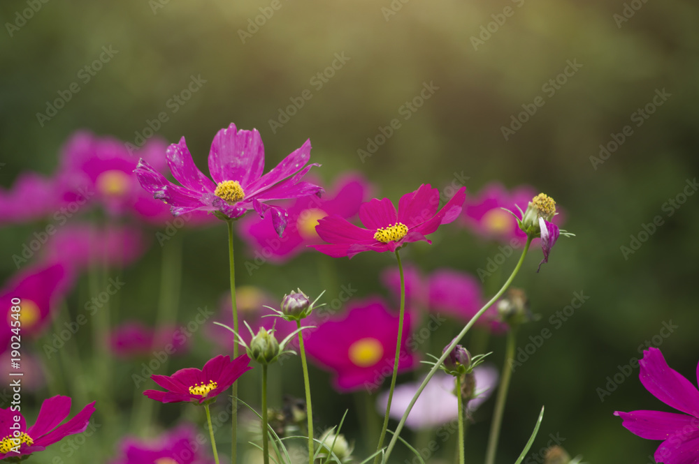 Beautiful cosmos flower in the garden and morning sunlight