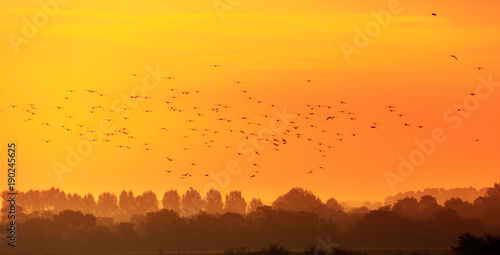 Birds flying in the rays of dawn