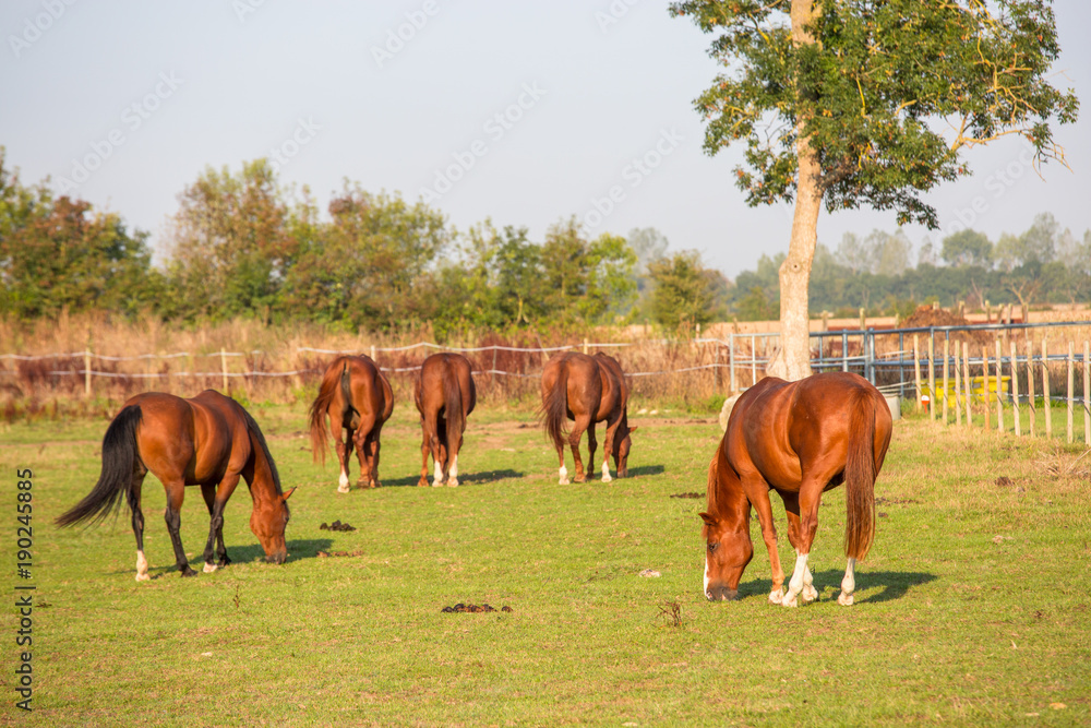 Naklejka premium Horses grazing on field over grass