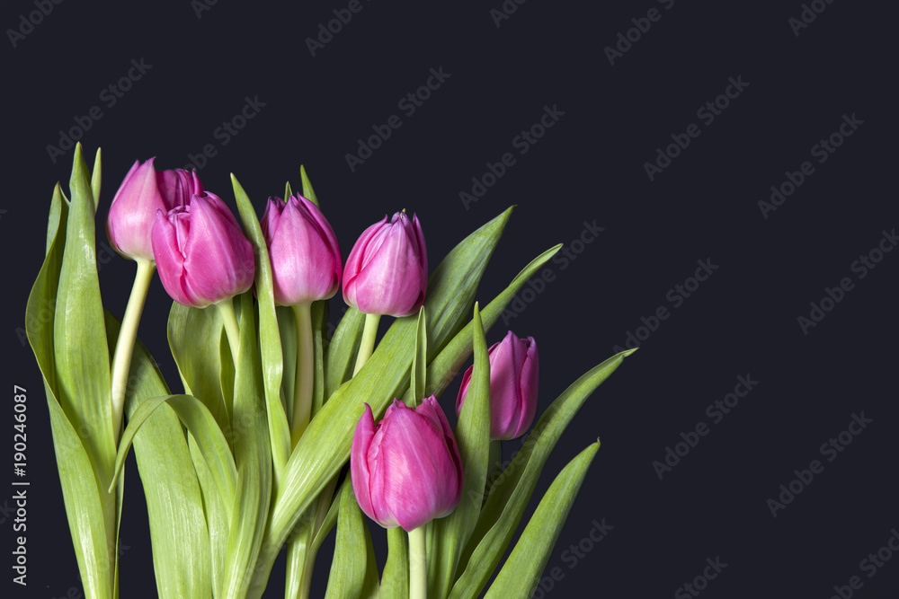the greeting card for Valentine's day. greeting card for Valentine's day. Eight black tulips on blue background the greeting card for Valentine's day. greeting card for Valentine's day. Eight black tulips on blue background