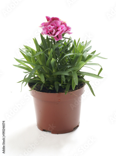Dianthus chinensis / fainbow pink / China pink © 7monarda