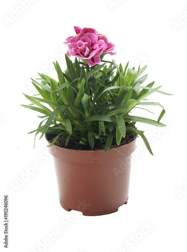 Dianthus chinensis / fainbow pink / China pink