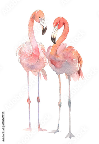 Two flamingo isolated on white background. Watercolor hand drawn illustration. Rastra.