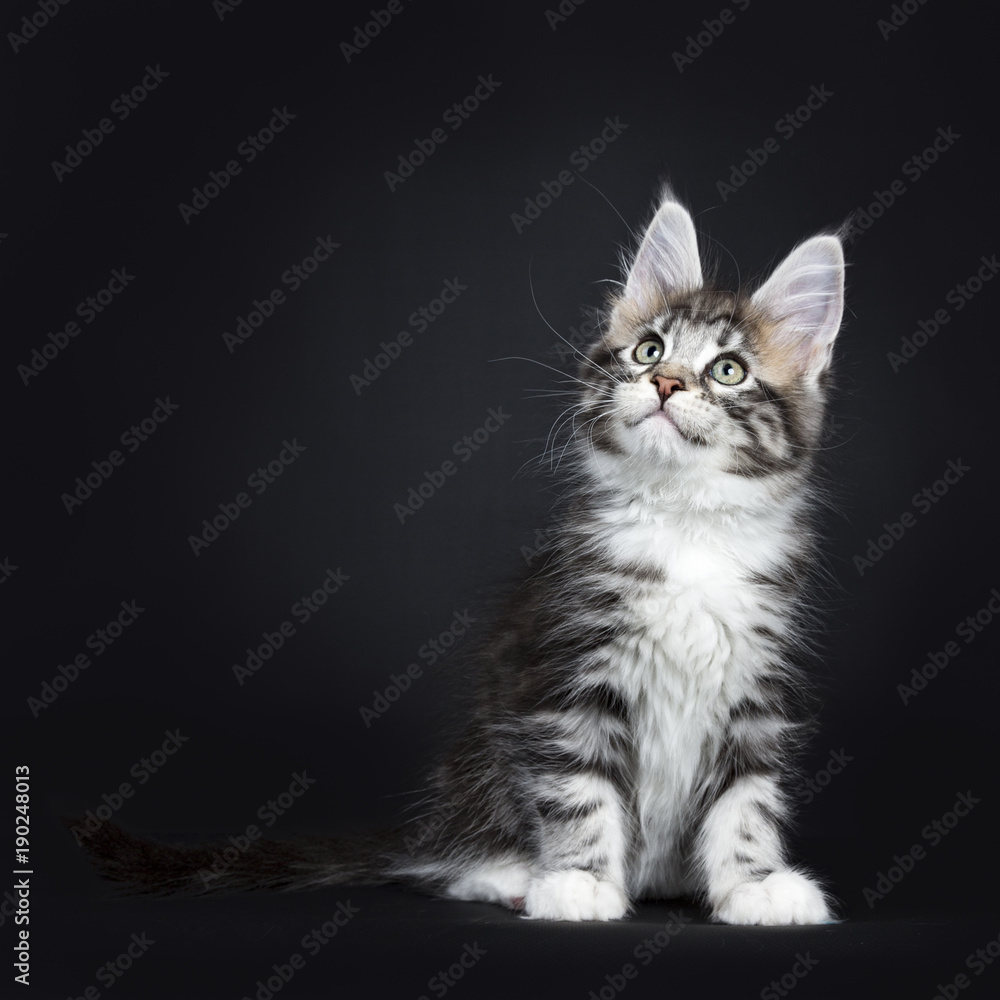 Female black silver tabby Maine Coon cat / kitten sitting and looking up on  black background Stock-Foto | Adobe Stock