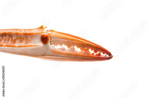 crab claw isolated