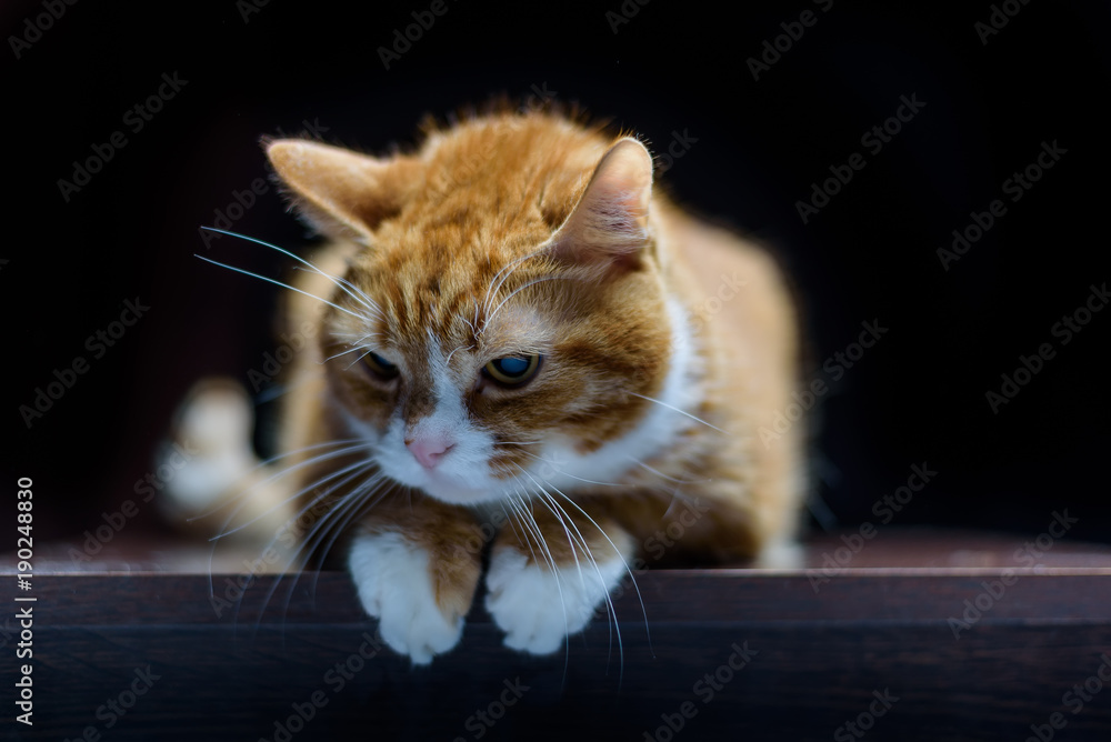 portrait of a cat on a black background