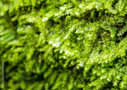 Freshness green moss growing in the rainforest