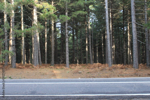 road and trees