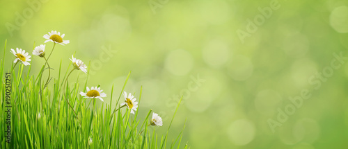 Fototapeta Naklejka Na Ścianę i Meble -  Daisy flowers and grass on green bokeh