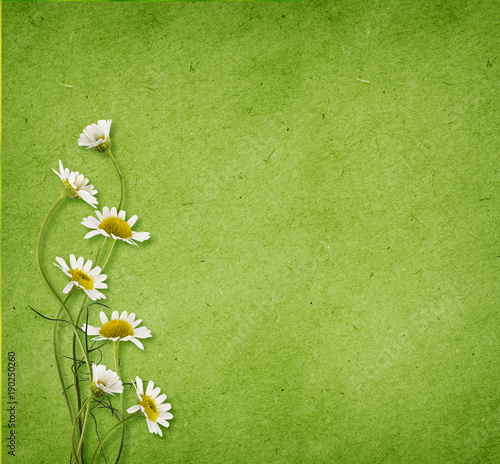 Daisy flowers on green paper
