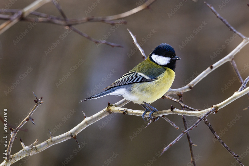 Naklejka premium Great tit (Parus major) perched on a twig