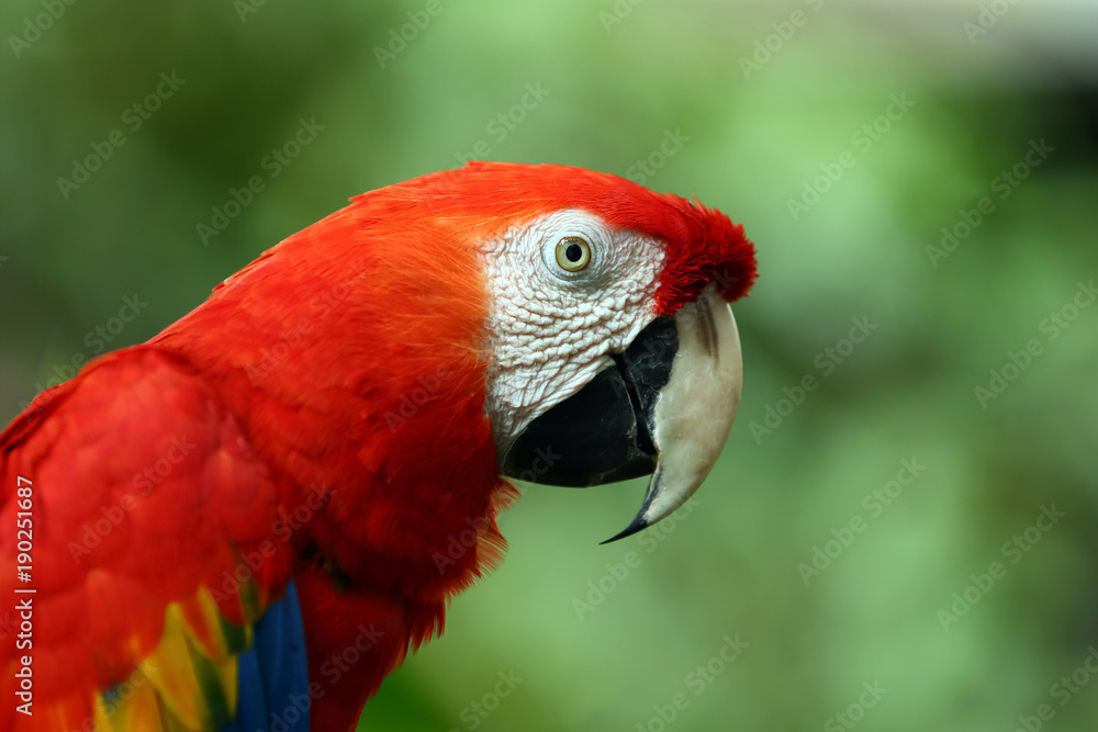 Face of The scarlet macaw (Ara macao) is a large red, yellow, and blue South American parrot, a member of a large group of Neotropical parrots called macaws. with copy space Face of The scarlet macaw (Ara macao) is a large red, yellow, and blue South American parrot, a member of a large group of Neotropical parrots called macaws. with copy space