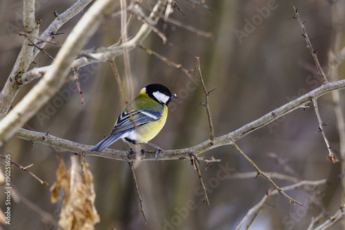 Great tit (Parus major) perched on a twig
