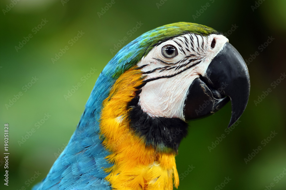 Face of The blue-and-gold macaw (Ara ararauna) , is a large South American parrot with blue top parts and yellow under parts. It is a member of the large group of neotropical parrots known as macaws. Face of The blue-and-gold macaw (Ara ararauna) , is a large South American parrot with blue top parts and yellow under parts. It is a member of the large group of neotropical parrots known as macaws.